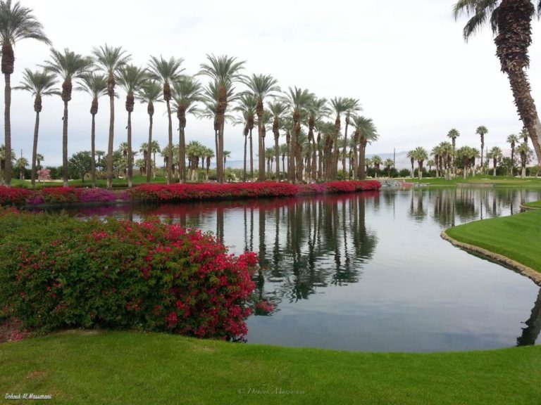 Bond and Palms in the desert